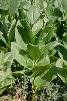Nicotiana tabacum American-26