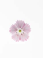 Dianthus barbatus pink-white