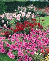 Annuals mixed