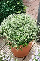 Euphorbia Breathless ® Gloria in pot