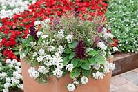 Annuals mixed with Verbena Lanai® White, Cuphea ramosissima Cuphoric™ Pink and Salvia