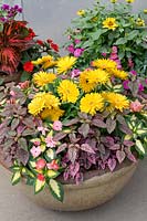 Annual Mix with Impatiens, Hypoestes phyllostachya Confetti Compact, Gerbera