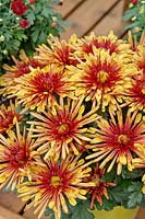 Chrysanthemum San Francisco™ Bronze Bicolor