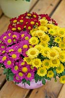 Chrysanthemum Fifi™ mixed colours in pot