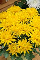 Chrysanthemum Durango™ Yellow