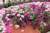 Annuals mixed with Petunia Picnic™ Purple, Verbena Lanai® Twister Pink and Diascia in pot