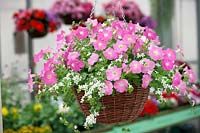 Hanging basket with Petunia Easy Wave ™ Pink and Sutera cordata Abunda Giant White