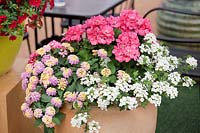 Plant container with Pelargonium zonale Presto ™ Pink, Lantana Landmark Rose Glow, Verbena Aztec ™ White Impr.