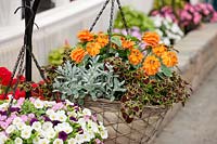 Hanging basket with Plectranthus Stained  Glassworks ™ Burgundy Wedding Train, Crossandra Orange  Marmalade