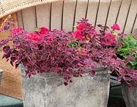 Plectranthus Stained Glassworks ™ Trailing Plum