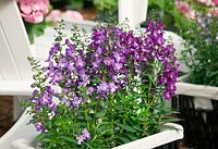 Angelonia Serena ™ Purple