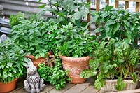 Herb mix in terra cotta container and little bunny statue
