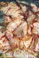 Cichorium intybus var. foliosum Variegata di Castelfranco
