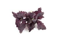 Ocimum basilicum Purple Ruffles