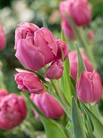 Tulipa multiflora Ernesto Hoost