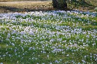 Spring flower meadow with Crocus chrysanthus und Galanthus elwesii