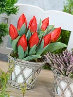 Tulipa Single Early Red Paradise in pot