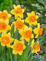 Narcissus Large Cupped Loveday
