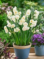 Narcissus Double Bridal Crown in pot