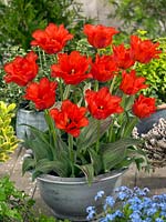 Tulipa greigii Dubbele Roodkapje in pot