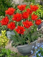 Tulipa greigii Dubbele Roodkapje in pot