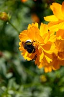 Bumble bee on Cosmos sulphureus flower