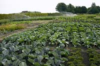 Vegetable field, cultivated area