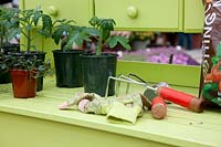 Work table with Tomato young plants, garden tools and garden gloves