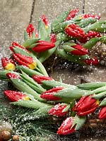 Christmas decoration with Tulipa Single Early Brillant Star with snowflakes