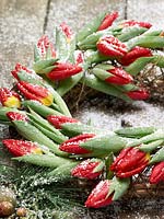 Christmas decoration with Tulipa Single Early Brillant Star and snow