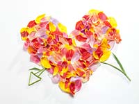 Heart made up of Tulip petals and flowe stem arrow