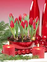 Christmas decoration with Tulipa Single Early Brillant Star