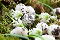 Impression with white Muscari blossoms and quail eggs
