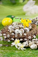 Easter nest with quail eggs and daffodil blossoms
