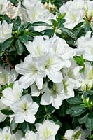 Rhododendron kaempferi White Lace