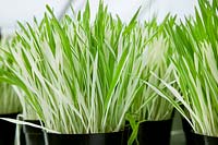 Cat grass / Hordeum vulgare Variegata