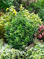 Euonymus japonicus Microphyllus Green