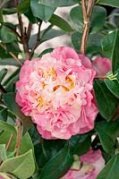 Camellia Nuccio's Jewel