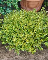Buxus microphylla Peergold