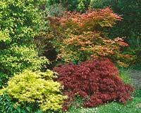 Acer mixed in Garden
