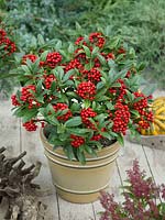 Skimmia japonica Nymans in pot