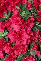 Rhododendron kaempferi Red Bird
