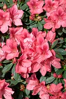 Rhododendron kaempferi Duc de Rohan