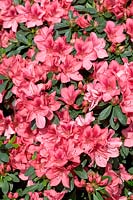 Rhododendron kaempferi Duc de Rohan