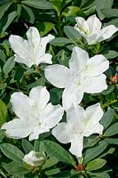 Rhododendron kaempferi G.G. Gerbing