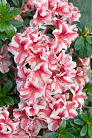 Rhododendron kaempferi Nancy Marie