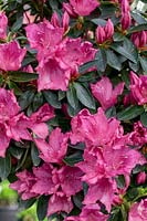 Rhododendron kaempferi Southern Charm