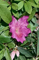 Rhododendron kaempferi Purple Tabor