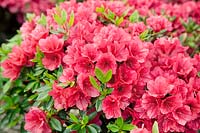 Rhododendron Hershey's Red