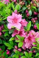 Rhododendron Renee Michelle